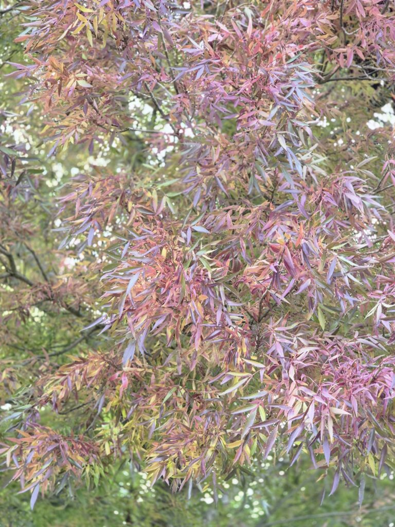 Fraxinus Angustifolia Raywood